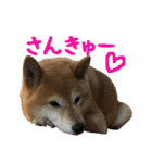 柴犬ひなちゃん（個別スタンプ：1）