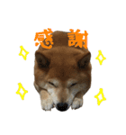 柴犬ひなちゃん（個別スタンプ：2）