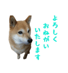 柴犬ひなちゃん（個別スタンプ：3）