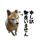 柴犬ひなちゃん（個別スタンプ：4）