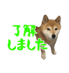 柴犬ひなちゃん（個別スタンプ：5）