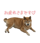 柴犬ひなちゃん（個別スタンプ：6）