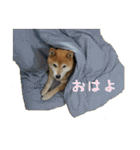 柴犬ひなちゃん（個別スタンプ：7）