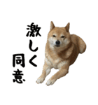 柴犬ひなちゃん（個別スタンプ：8）