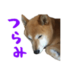 柴犬ひなちゃん（個別スタンプ：10）