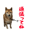 柴犬ひなちゃん（個別スタンプ：11）