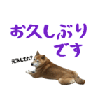 柴犬ひなちゃん（個別スタンプ：12）