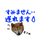 柴犬ひなちゃん（個別スタンプ：13）
