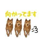 柴犬ひなちゃん（個別スタンプ：14）