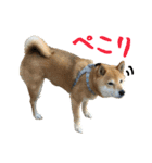 柴犬ひなちゃん（個別スタンプ：15）