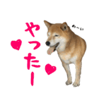 柴犬ひなちゃん（個別スタンプ：17）