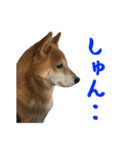 柴犬ひなちゃん（個別スタンプ：18）