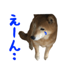 柴犬ひなちゃん（個別スタンプ：21）
