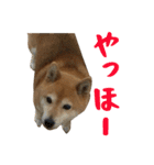 柴犬ひなちゃん（個別スタンプ：22）