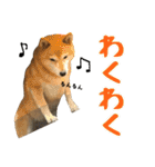 柴犬ひなちゃん（個別スタンプ：23）