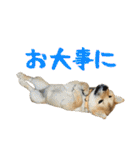 柴犬ひなちゃん（個別スタンプ：25）