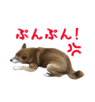 柴犬ひなちゃん（個別スタンプ：26）