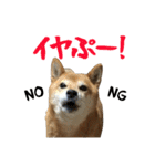 柴犬ひなちゃん（個別スタンプ：27）