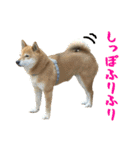 柴犬ひなちゃん（個別スタンプ：28）