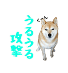 柴犬ひなちゃん（個別スタンプ：29）