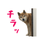 柴犬ひなちゃん（個別スタンプ：30）