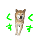 柴犬ひなちゃん（個別スタンプ：31）