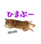 柴犬ひなちゃん（個別スタンプ：32）