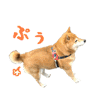 柴犬ひなちゃん（個別スタンプ：33）