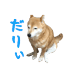 柴犬ひなちゃん（個別スタンプ：34）