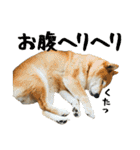 柴犬ひなちゃん（個別スタンプ：35）