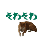 柴犬ひなちゃん（個別スタンプ：36）