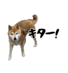 柴犬ひなちゃん（個別スタンプ：37）