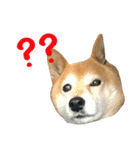 柴犬ひなちゃん（個別スタンプ：38）