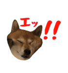 柴犬ひなちゃん（個別スタンプ：39）