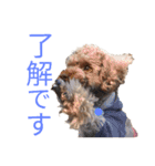 チャオのスタンプ（個別スタンプ：39）