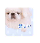 pugustagram（個別スタンプ：1）