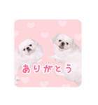 pugustagram（個別スタンプ：3）