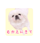 pugustagram（個別スタンプ：6）