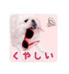 pugustagram（個別スタンプ：10）