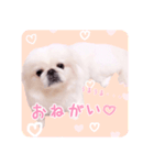 pugustagram（個別スタンプ：13）
