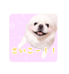 pugustagram（個別スタンプ：15）