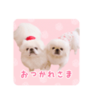 pugustagram（個別スタンプ：16）