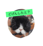 ぶんちゃんです（個別スタンプ：3）