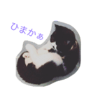 ぶんちゃんです（個別スタンプ：7）