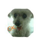 愛犬レディ2（個別スタンプ：1）