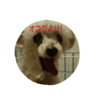 愛犬レディ2（個別スタンプ：3）