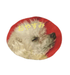 愛犬レディ2（個別スタンプ：4）