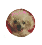 愛犬レディ2（個別スタンプ：5）