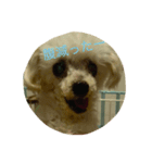 愛犬レディ2（個別スタンプ：6）