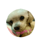 愛犬レディ2（個別スタンプ：7）